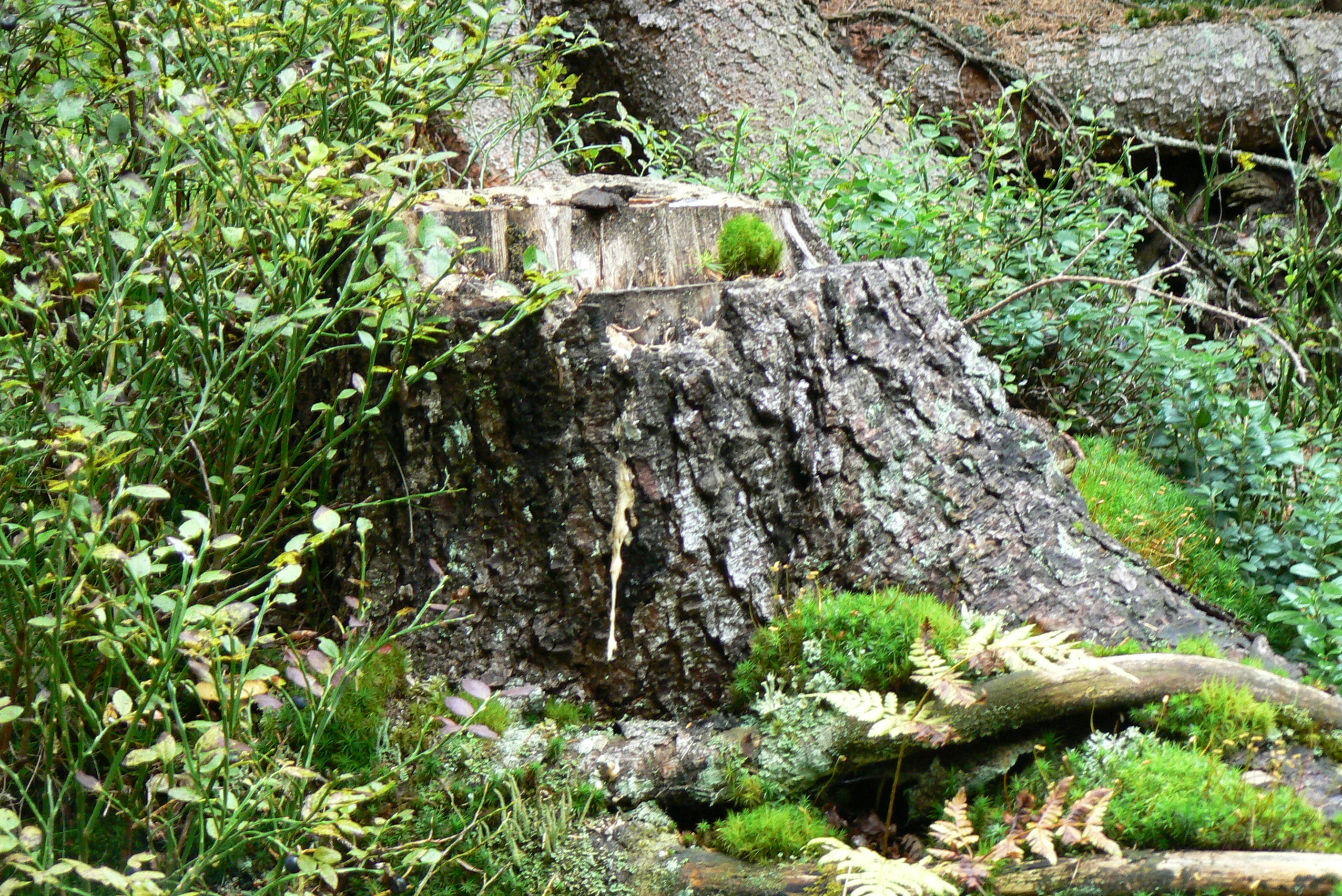 č.13.1 Klínový (pařez nad cestou)