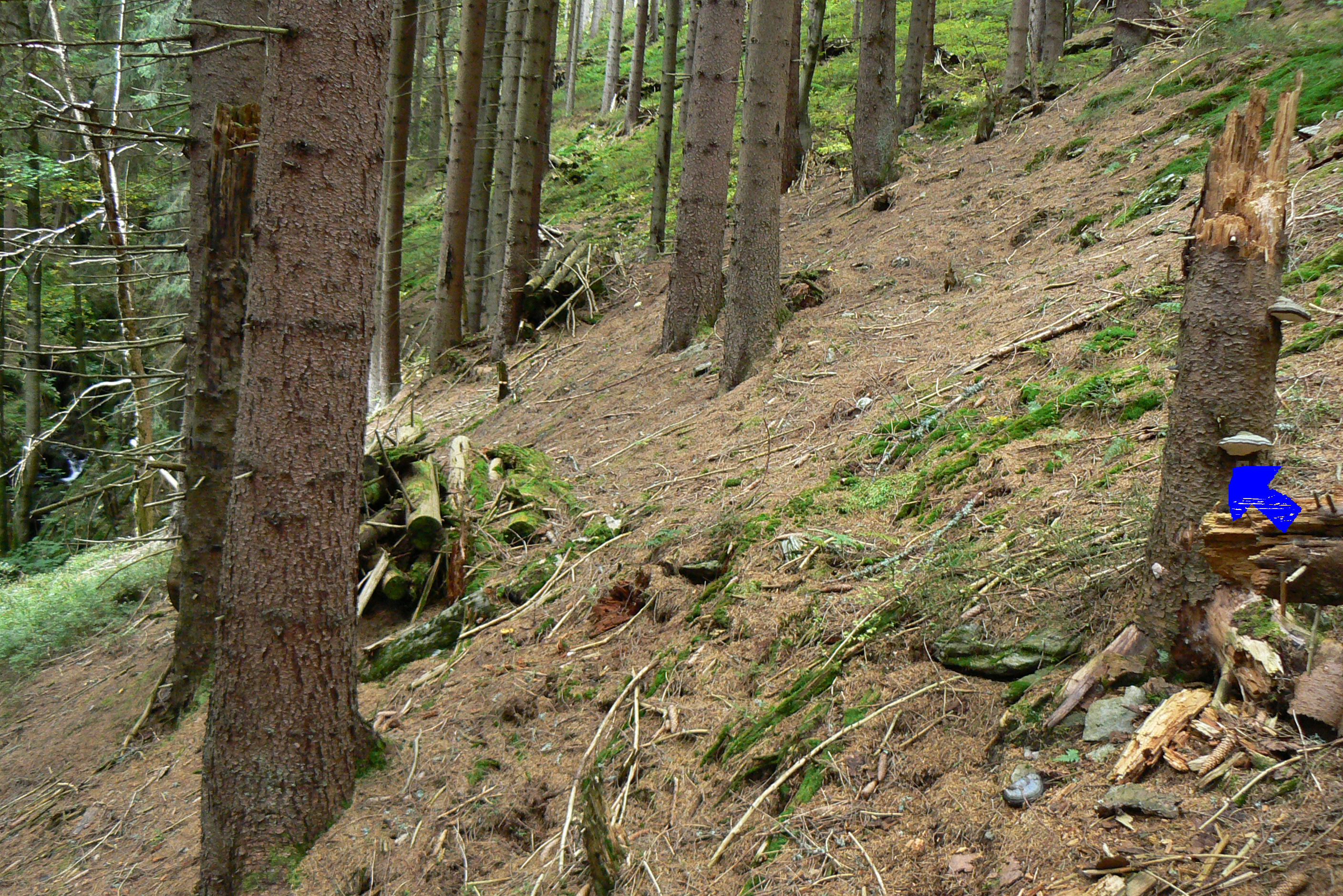 č.41.1 Vavřincovy (pahýl stromu)